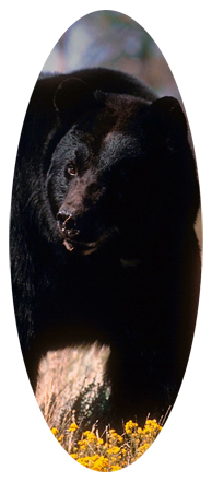 Black Bear